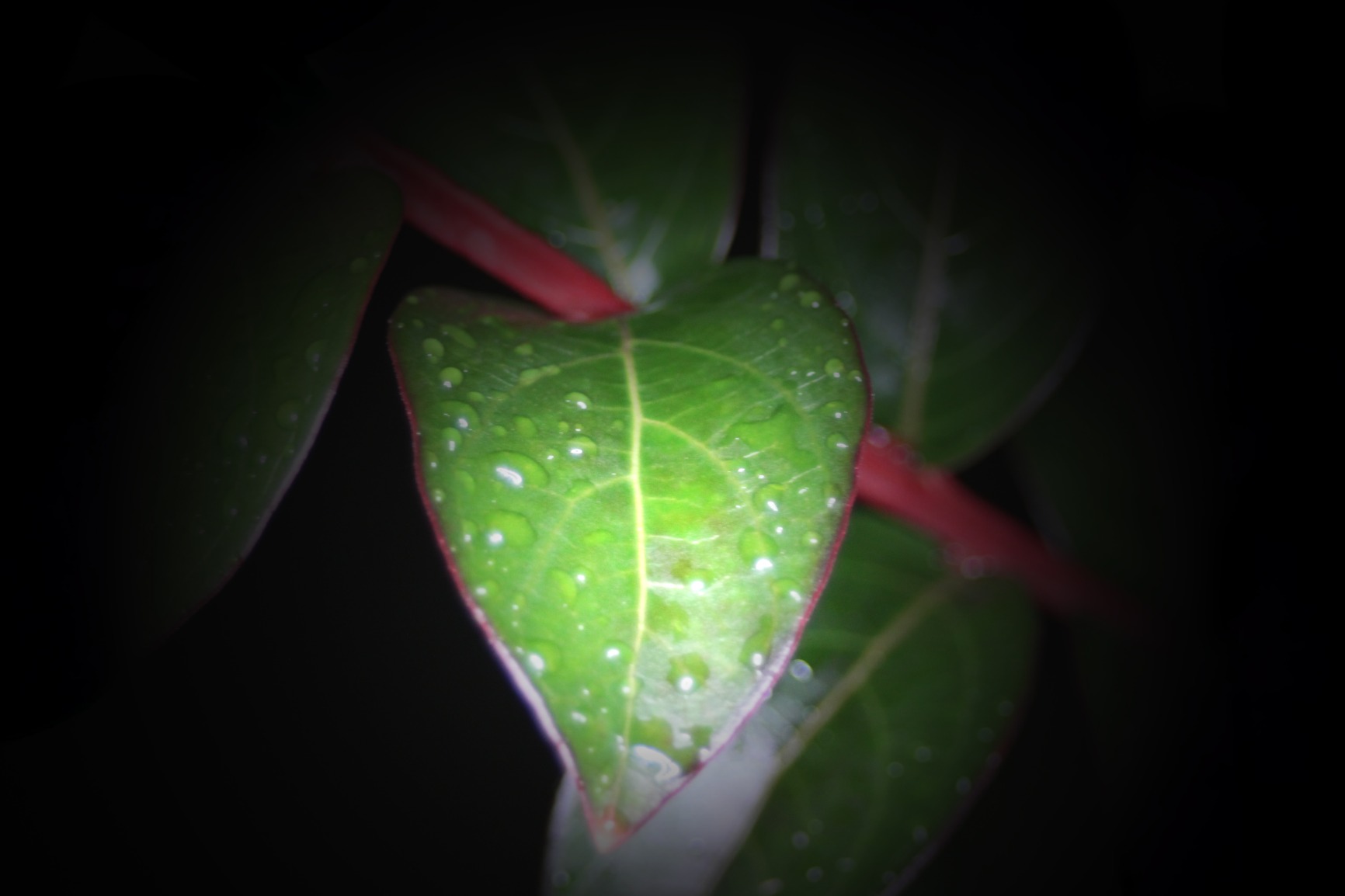 Digital Nc 48 Macro LED Ring Light & Ring Flash with LCD Display Compatible with Nikon, Canon, Sony, Panasonic, Leica, Fujifilm, Pentax & Olympus DSLR's customer photo 2