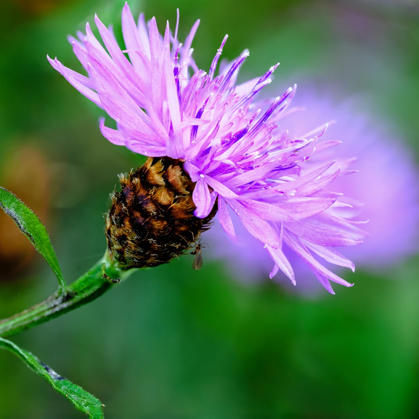 Nikon NIKKOR Z MC 105mm f/2.8 VR S | Professional macro prime lens for Z series mirrorless cameras | Nikon USA Model customer photo 2