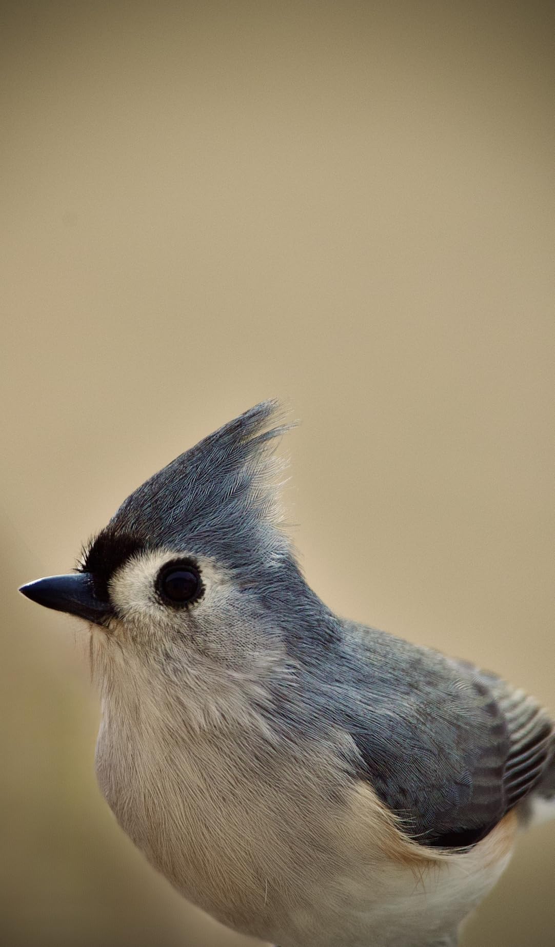 Canon RF100-400mm F5.6-8 IS USM Telephoto Zoom Lens customer photo 2