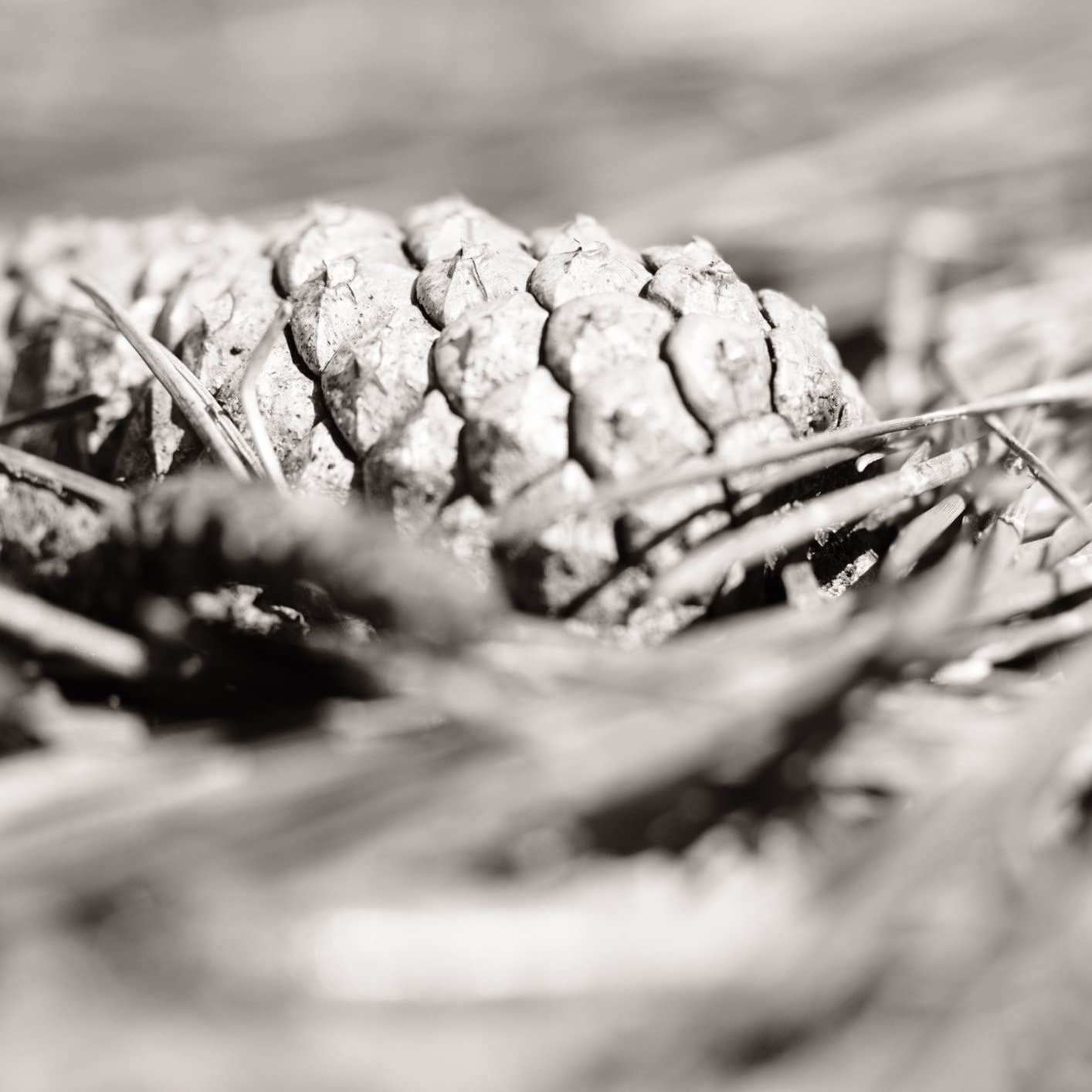 TTArtisan 40mm F2.8 Macro Lens APS-C 1:1 Magnification Macro Lens Manual Focus Prime Fixed Focus Lens (Fujifilm X Mount) customer photo 1