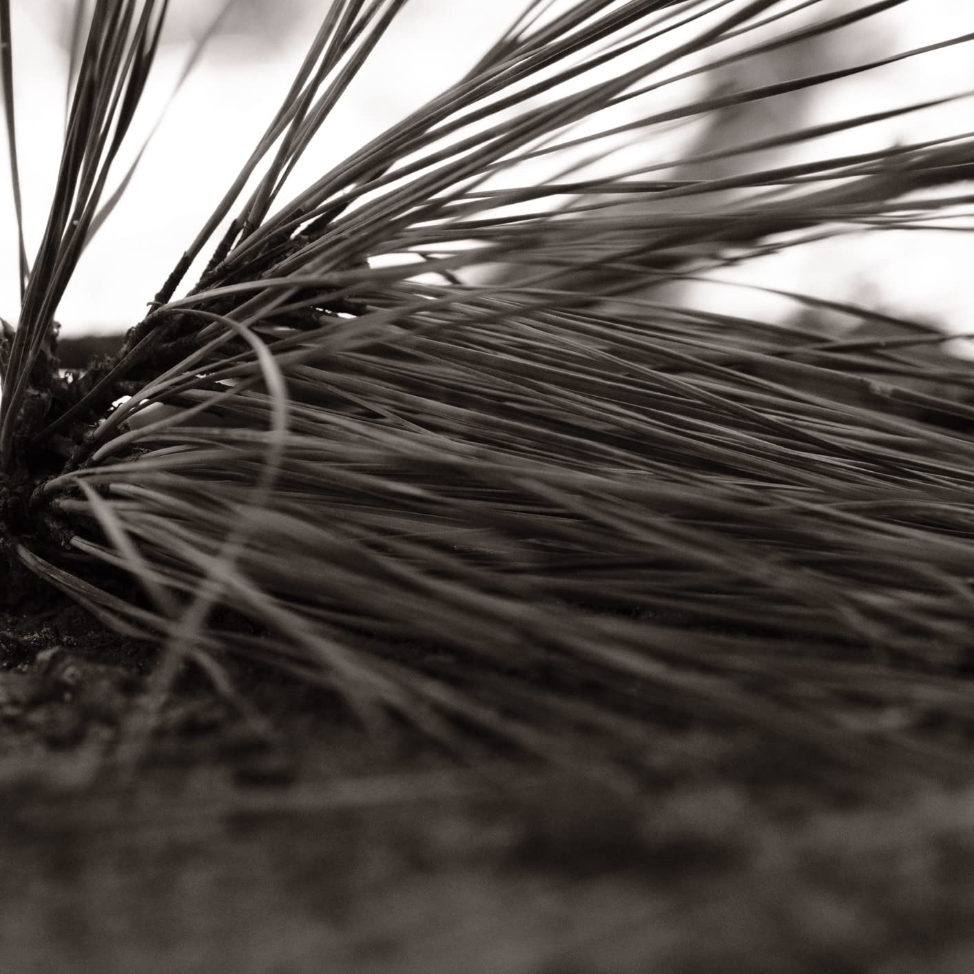 TTArtisan 40mm F2.8 Macro Lens APS-C 1:1 Magnification Macro Lens Manual Focus Prime Fixed Focus Lens (Fujifilm X Mount) customer photo 2