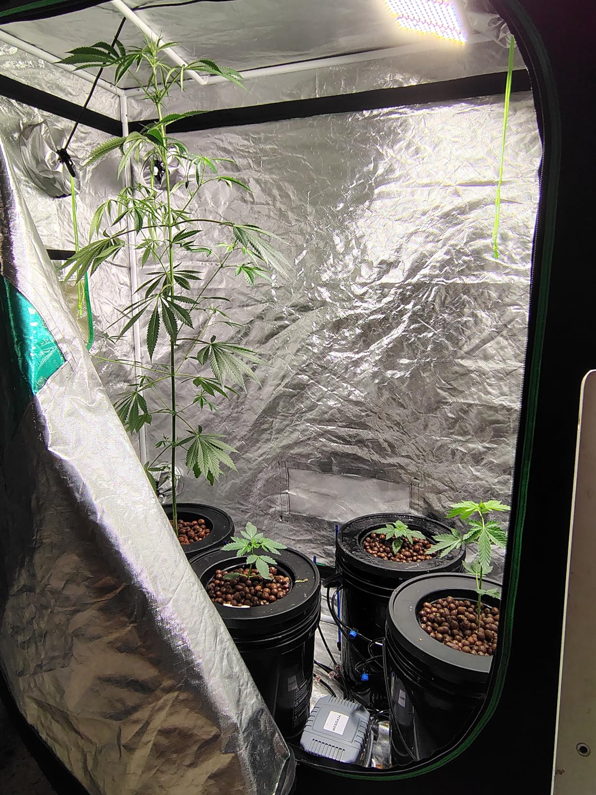 VIVOSUN DWC Hydroponics Grow System with Top Drip Kit, 5-Gallon Deep Water Culture, Recirculating Drip Garden System customer photo 1
