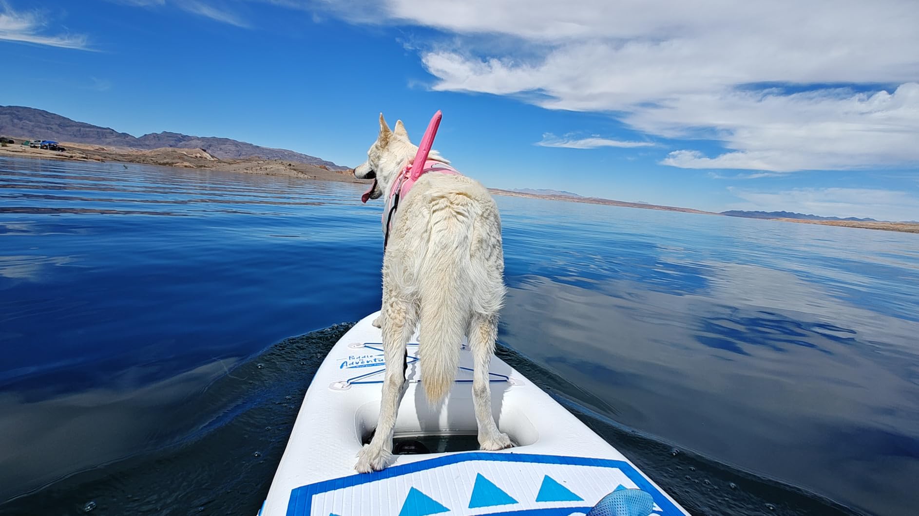 LEDONNE SUP Electric Fin Underwater Thruster customer photo 1