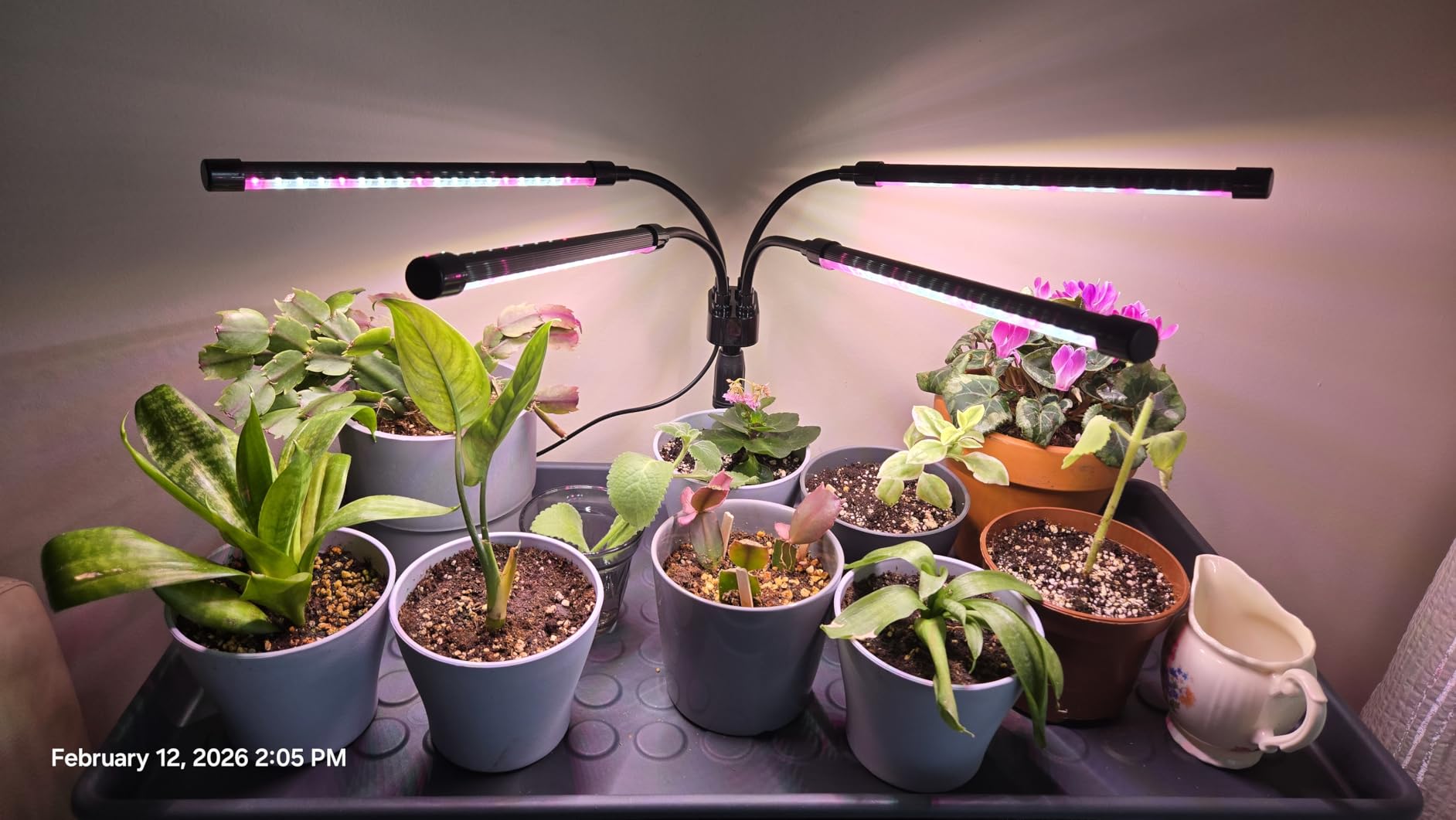 Grow Lights for Indoor Plants, Four Head LED Grow Light with Full Spectrum, Red White Spectrum for Indoor Plant Lamp, Adjustable Gooseneck, Suitable for Vegetation customer photo 2