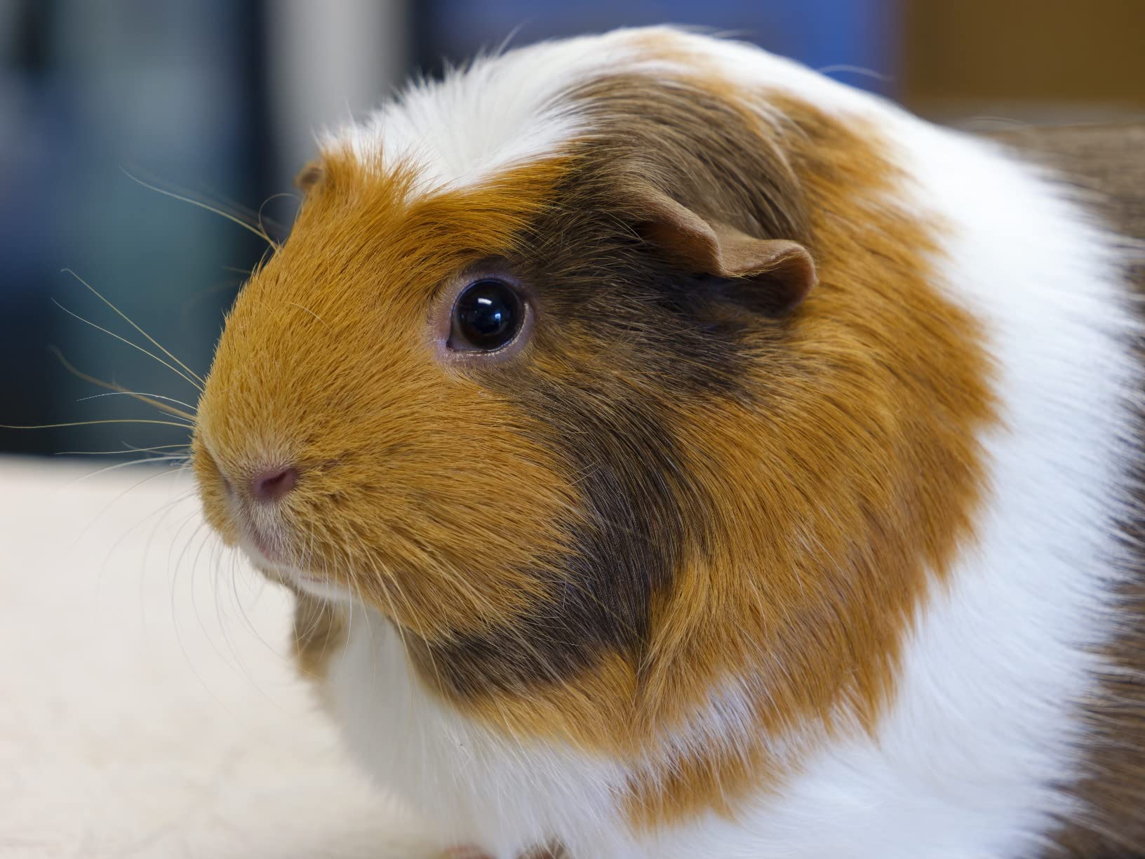 Panasonic LUMIX GH6 Mirrorless Micro Four Thirds Camera customer photo 2