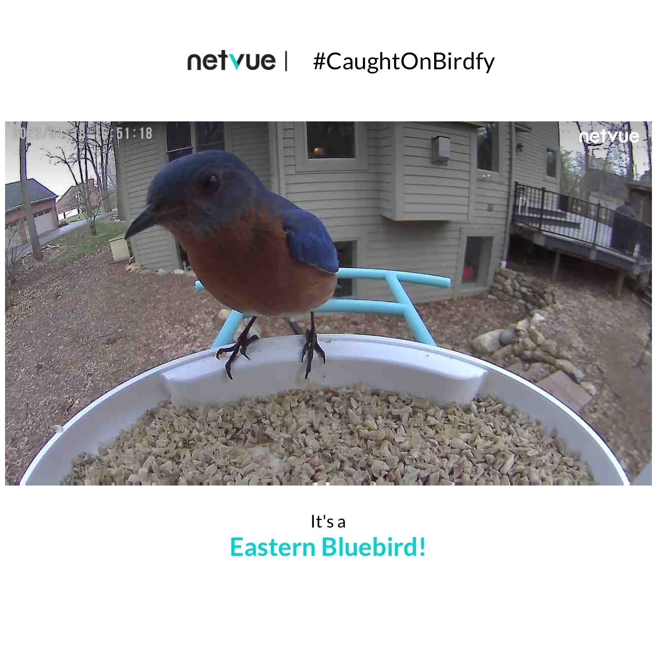 NETVUE by Birdfy Smart Bird Feeder with 2K HD AI Camera Solar Powered, Wireless Wildbird Watching, Live Stream & Color Night Vision, Auto-Capture & Notify customer photo 1