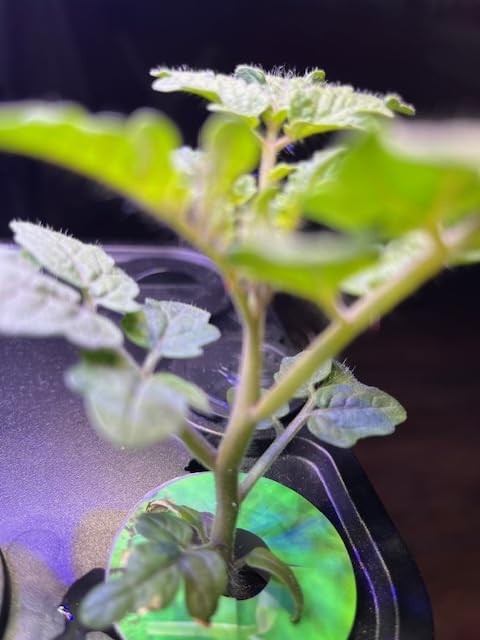 Ahopegarden Indoor Garden Hydroponics Growing System: 10 Pods Plant Germination Kit Herb Vegetable Growth Lamp Countertop with LED Grow Light customer photo 1