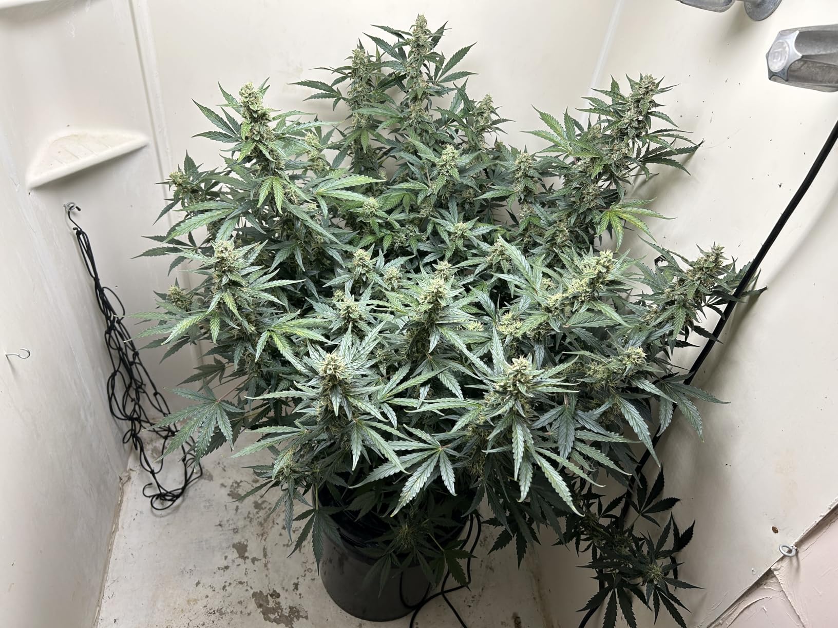 VIVOSUN 5-in-1 Digital PH Meter with PH/Salinity/TDS/EC/Temperature Function, Backlight Screen, IP67 Waterproof for Hydroponics, Home Drinking, Pool and Aquarium customer photo 1