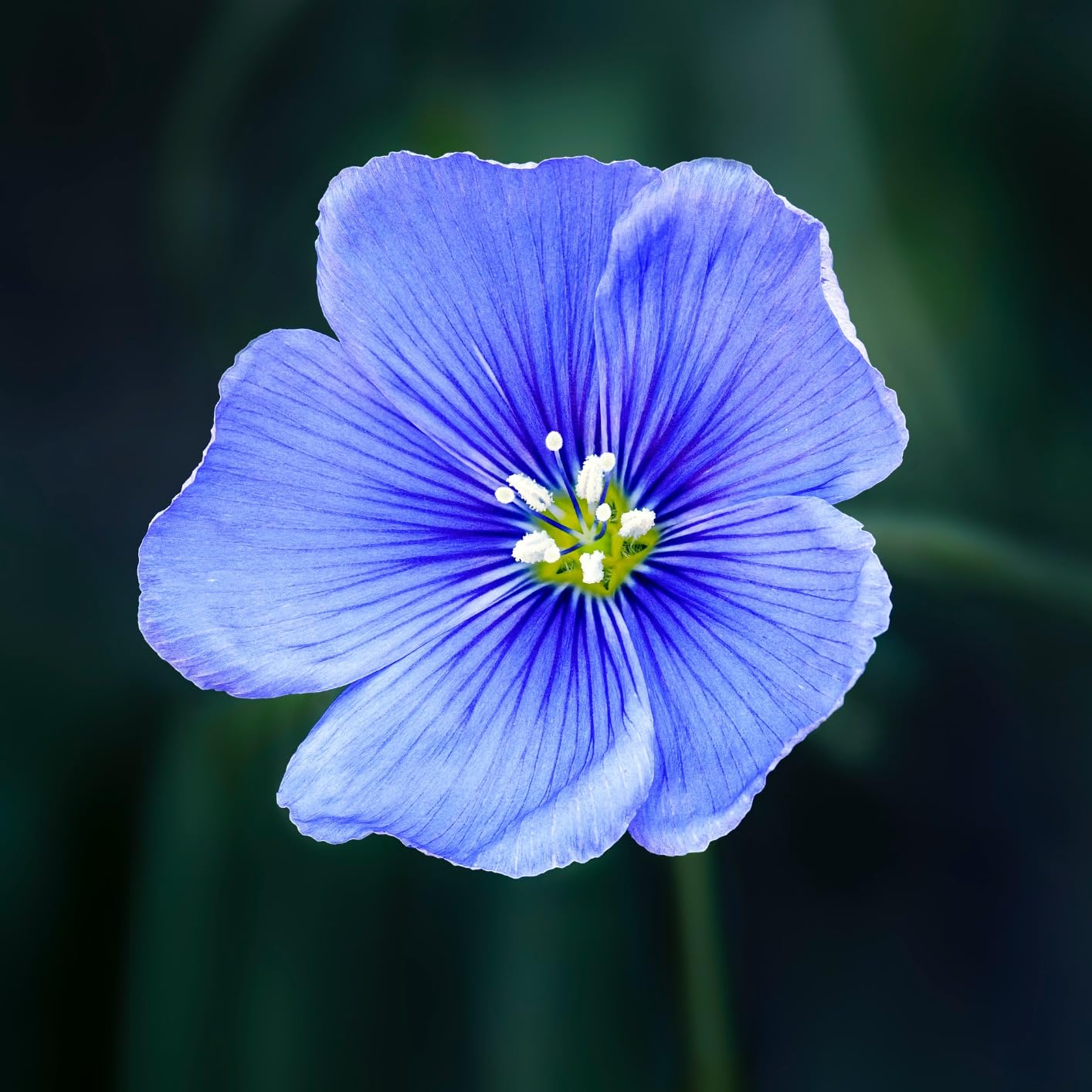 OM SYSTEM Olympus M.Zuiko Digital ED 90mm F3.5 Macro IS PRO for Micro Four Thirds System Camera, Weather Sealed Design, MF Clutch, Fluorine Coating, Compatible with Teleconverter customer photo 1