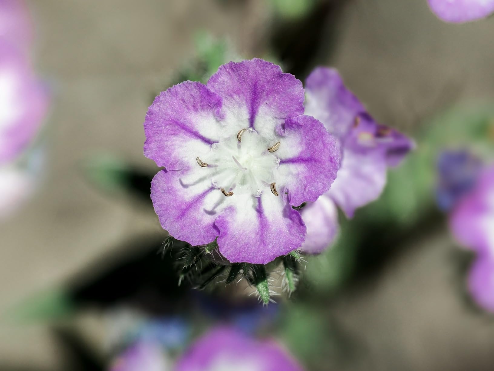 OM SYSTEM Olympus M.Zuiko Digital ED 90mm F3.5 Macro IS PRO for Micro Four Thirds System Camera, Weather Sealed Design, MF Clutch, Fluorine Coating, Compatible with Teleconverter customer photo 2