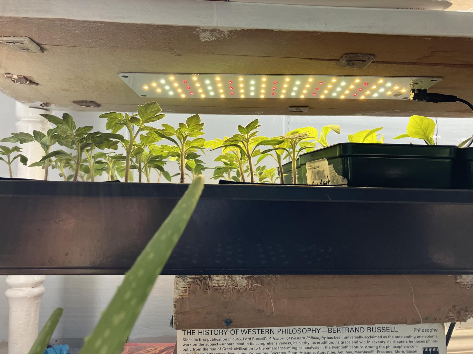 Grow Light, 40W Ultra-Thin Panel Grow Lights for Indoor Plants, 316LEDs Full Spectrum Grow Lights for Under Cabinet Plant, Grow Lamp with 3/9/12H Timer, 10 Dimmable Levels for Plants Growing (4pcs) customer photo 2