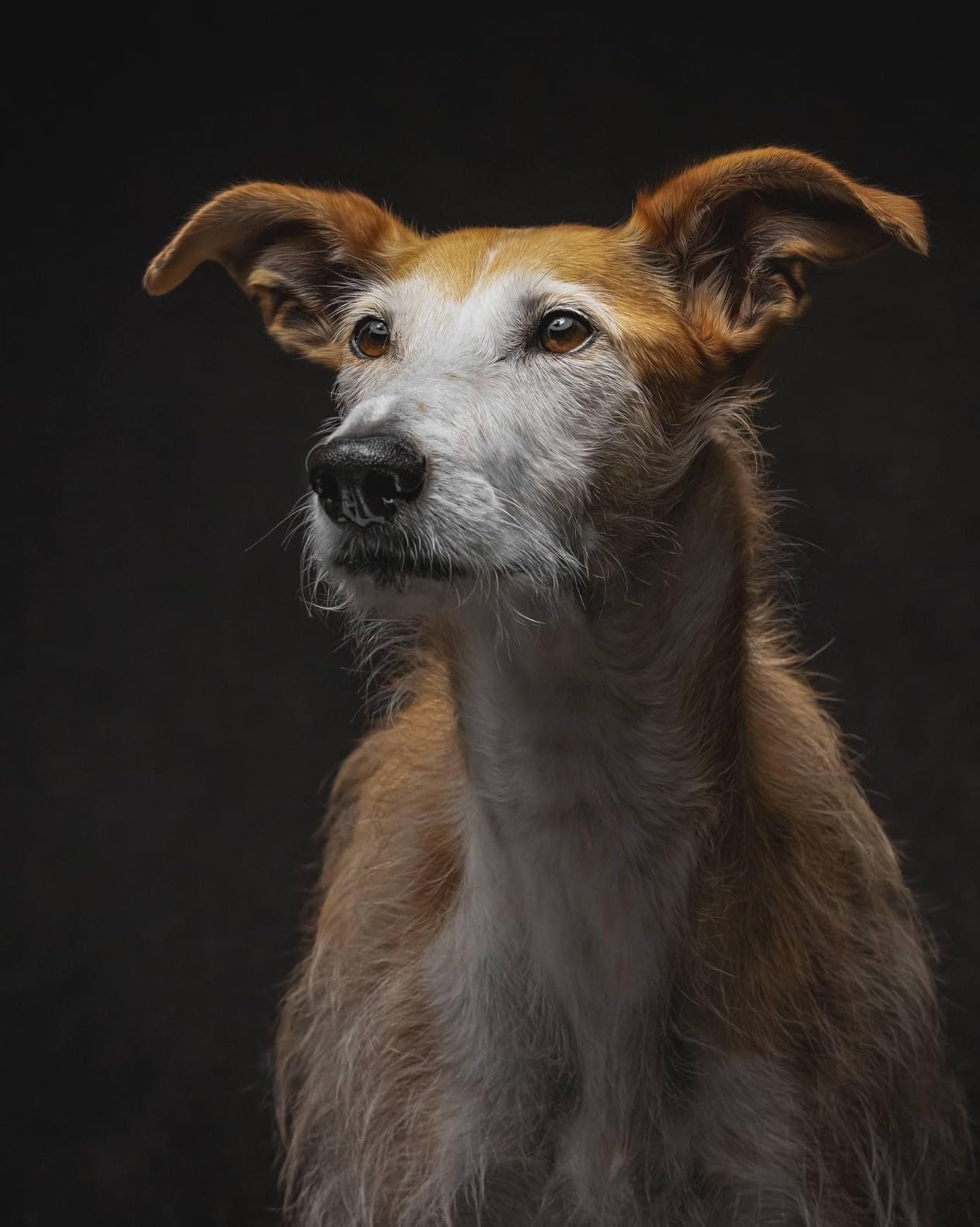 NEEWER FS150B LED Video Light 2.4G/APP Control, 130W Bi Color COB Silent Photography Continuous Output Lighting with 4 Types Precise Dimming, 72000lux/1m, 2700K-6500K, CRI 97+, 12 Effects, Bowens Mount customer photo 2