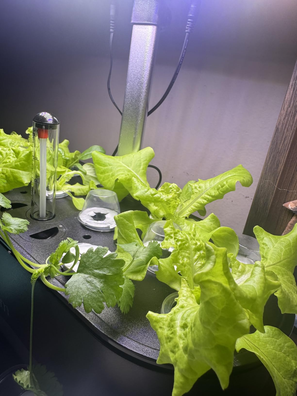 inBloom 12 Pods Hydroponics Growing System Indoor Garden with LED Grow Light and Pod Kit, Plants Germination Kit with 4.2L Water Pump customer photo 2