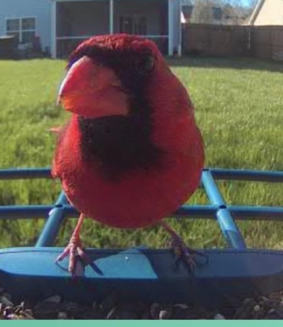 Bird Feeder with Camera Solar Powered: Smart Camera Bird Feeder 2K Live Feed Cam for Outdoor Backyard - AI Identify Auto Capture Videos Pictures, Gifts for Birdlover Mom Dad, 2.4GHz WiFi customer photo 1