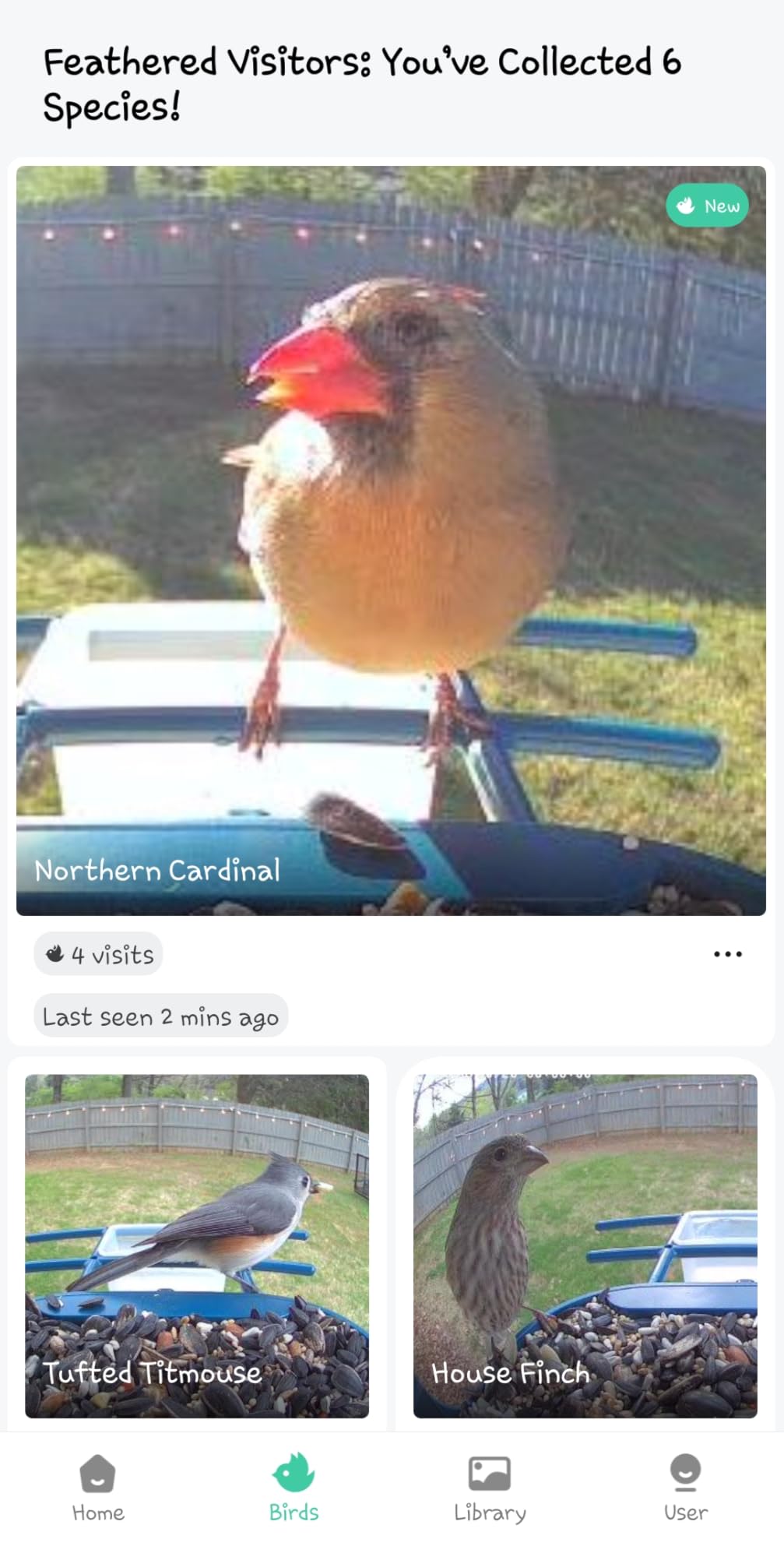 Bird Feeder with Camera Solar Powered: Smart Camera Bird Feeder 2K Live Feed Cam for Outdoor Backyard - AI Identify Auto Capture Videos Pictures, Gifts for Birdlover Mom Dad, 2.4GHz WiFi customer photo 2