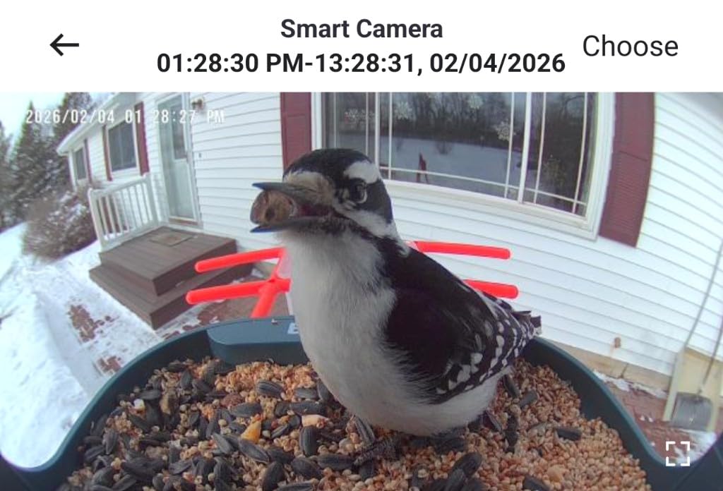birdsnap PAV-Bird Feeder with Camera, 2K HD with 64GB Card, AI Identify Smart Bird House Cam Solar Panel, Live Stream, Motion Detection, Auto Record Video for Backyard Outdoors customer photo 1