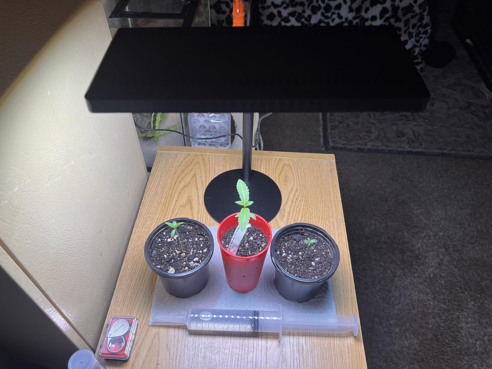LBW Desk Grow Light, Full Spectrum Plant Light for Indoor Plants, Grow Lamps with 4/8/12H Timer, 10