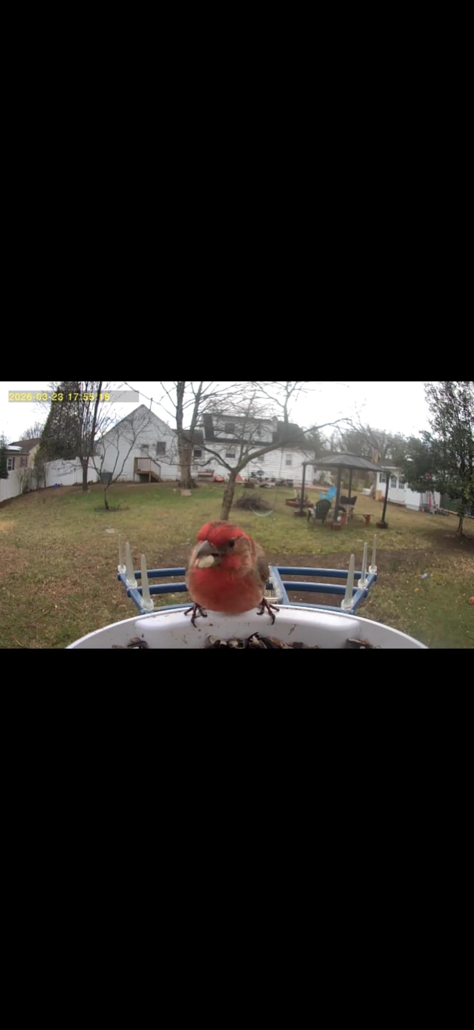 Bird Feeder with Camera, AI Identify Birds Species, Smart Bird Camera with Solar Powered, Auto Record FHD Birds Video in Backyard, Instant Notifications, Ideal Gift for Family and Bird Lovers, Navy Blue customer photo 1