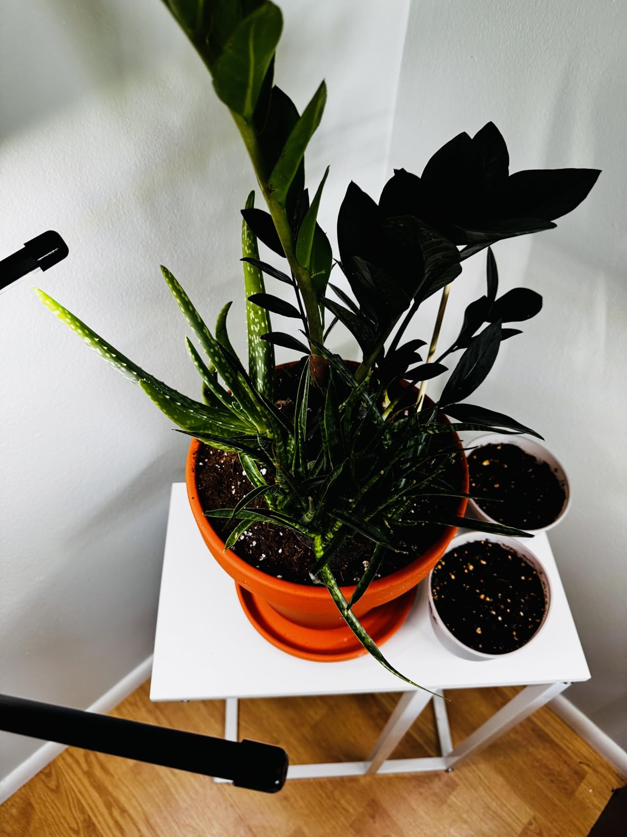 Grow Lights for Indoor Plants, Upgrade 84 LEDs Clip Plant Lights, Full Spectrum LED Plant Growing Lamps with Flexible Gooseneck, 3/9/12H Timer, 3 Spectral Modes, 10 Dimmable Levels (2 Head 1 pack) customer photo 1