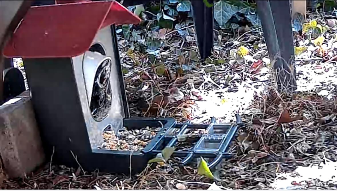 Smart Bird Feeder with Camera Outdoor: Solar Birdfeeder Cam for Outside Garden - 2K HD Live Video Camera AI Recognition Visible Window Auto Capture - Bird Lover Gifts customer photo 1