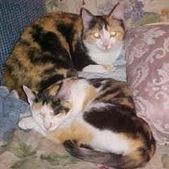 Chongker Interactive Companion Robot Cat Pets, Handmade Weighted Stuffed Animals, Cat Plush Toy with Voice Response, Realistic Heartbeat and Purring, Black Cat customer photo 1