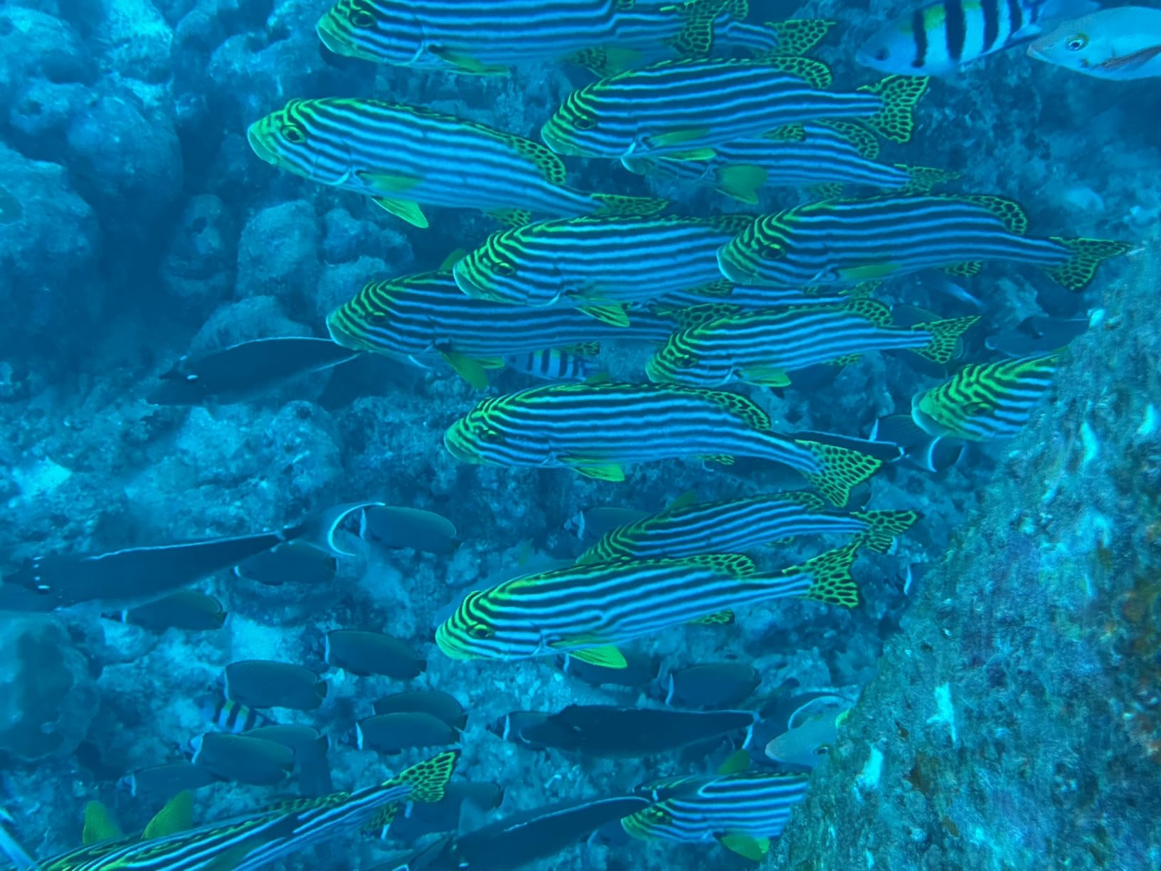 ProShot Dive 2.0 - Underwater housing for iPhone Rated to 130 feet, Waterproof case for Diving and Snorkeling customer photo 2