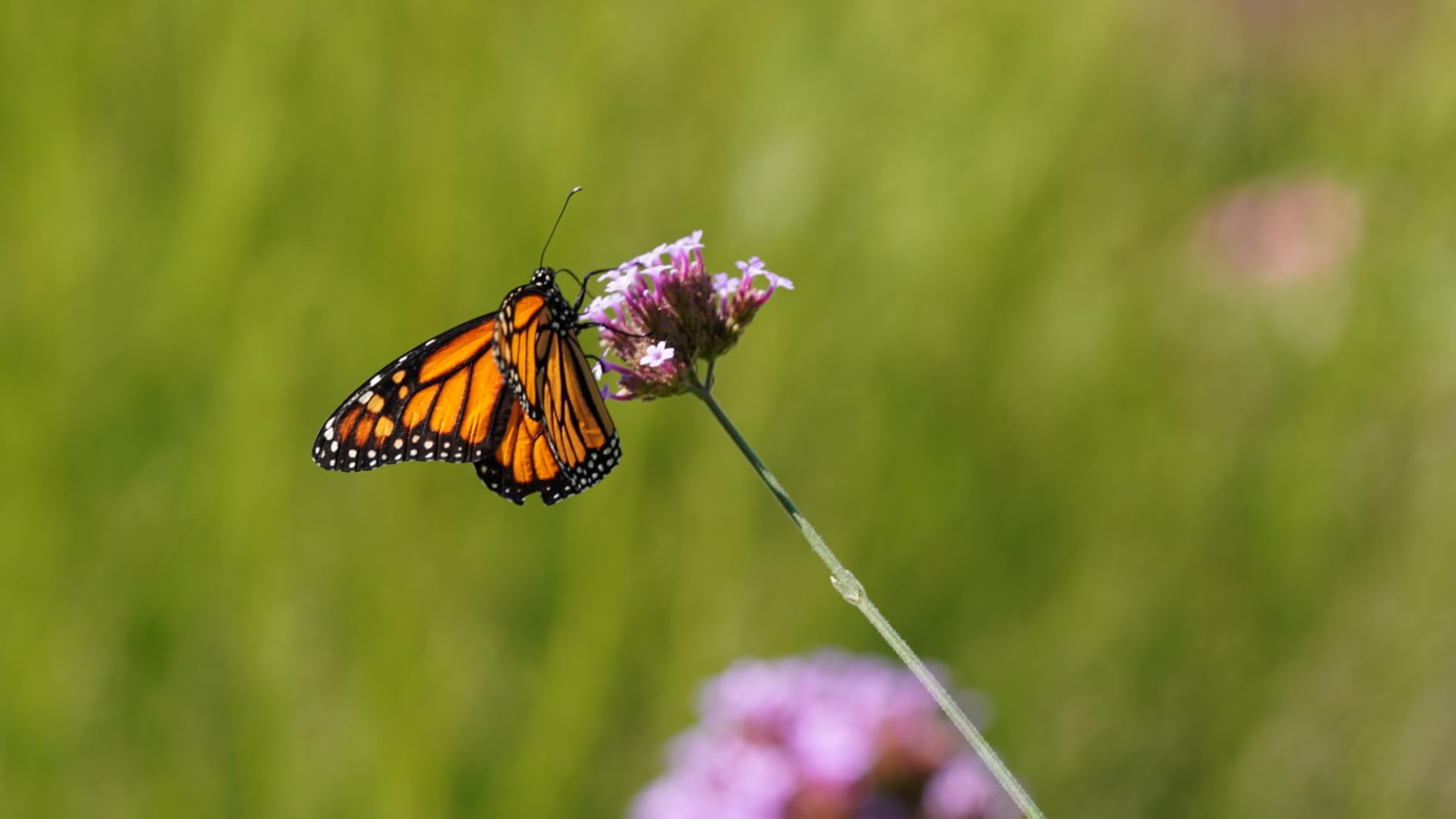 Tamron 90mm F/2.8 Di III VXD 1:1 Macro for Sony E Mount Full Frame/APS-C Mirrorless Cameras customer photo 2