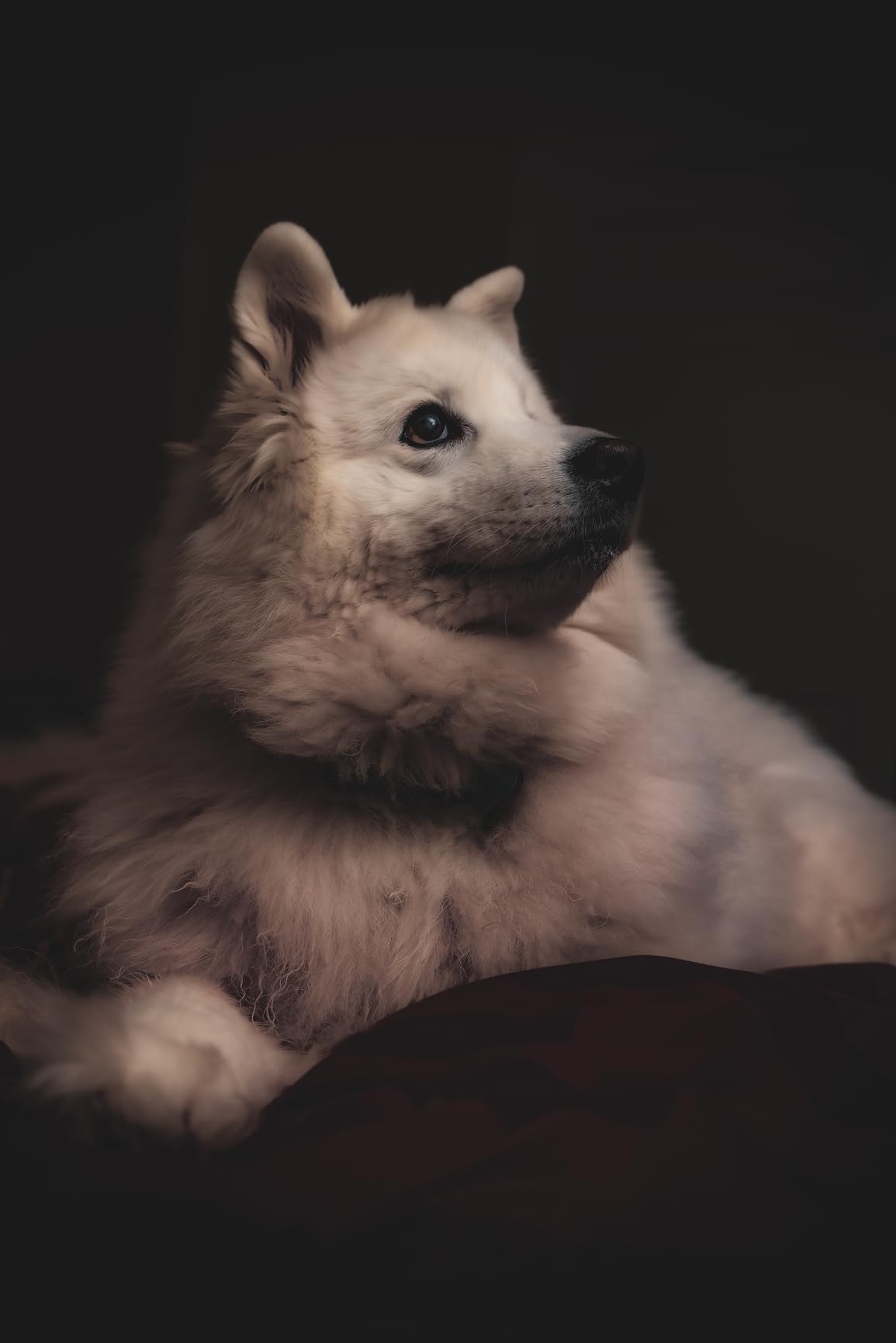 Neewer Z2PRO-C 2.4G TTL Round Head Flash Speedlite Compatible with Canon, Wireless Compatible with Godox, 76Ws 1/8000s HSS, Upgraded UI, 7.2V/3000mAh Battery, 600 Full Power Flash customer photo 1