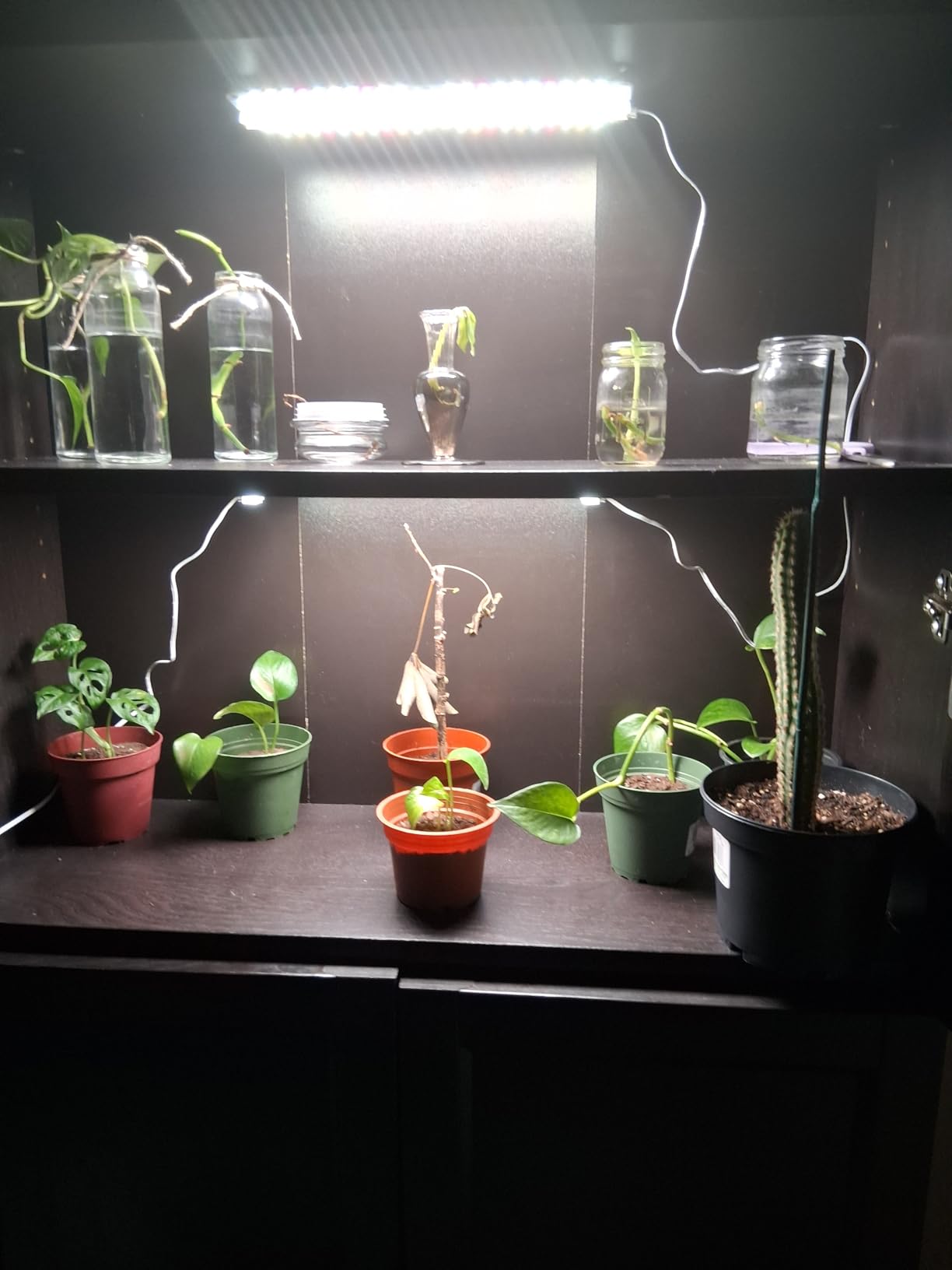 4-Pack Panel Grow Lights for Indoor Plants, FECiDA 2026 LED Plant Grow Light for Under Cabinet Plants, Full Spectrum Growing Lamp with 4,8,12,16,20 Hr Timer, Free Linking customer photo 1
