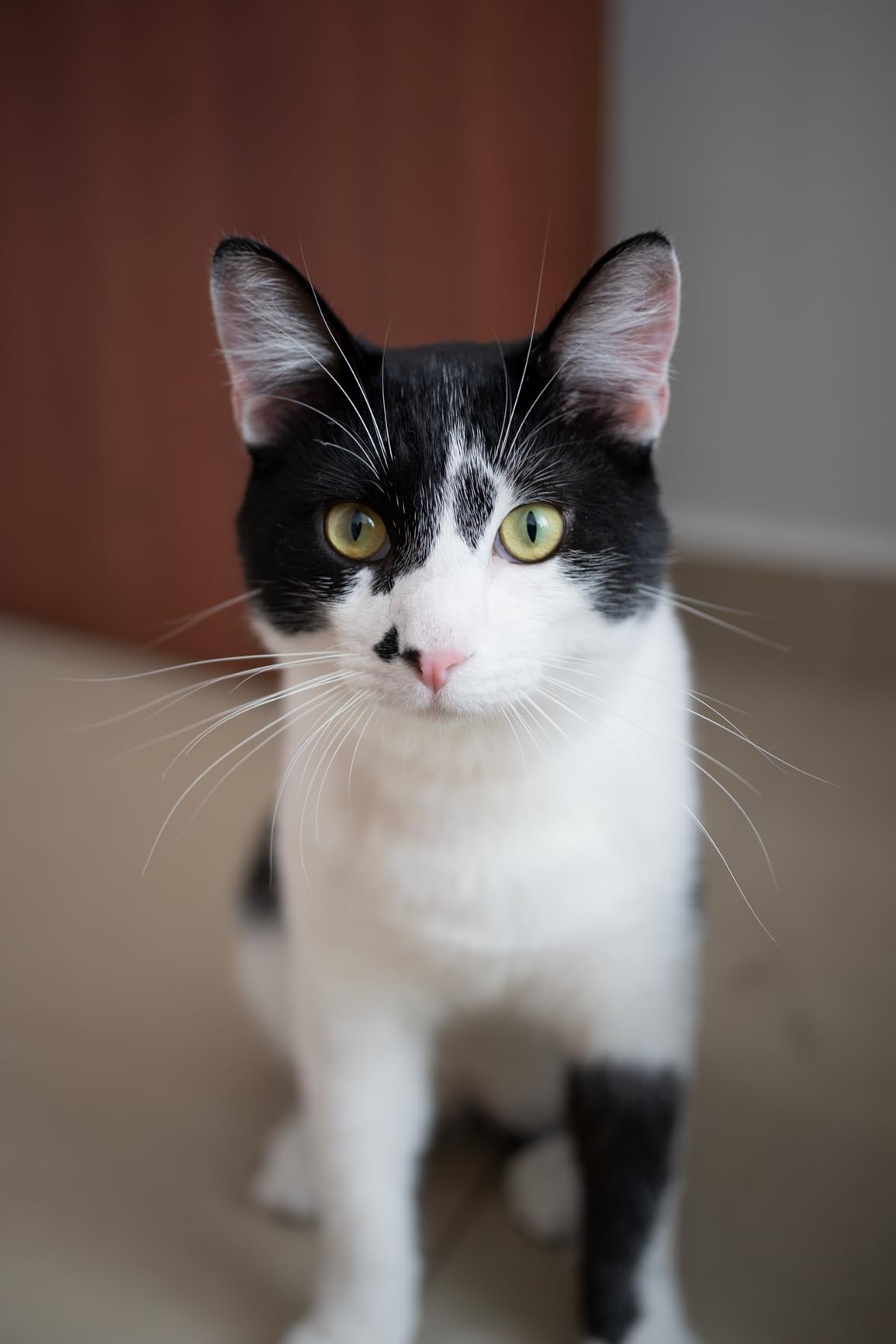 VILTROX 35mm f1.7 E Mount Lens for Sony customer photo 2