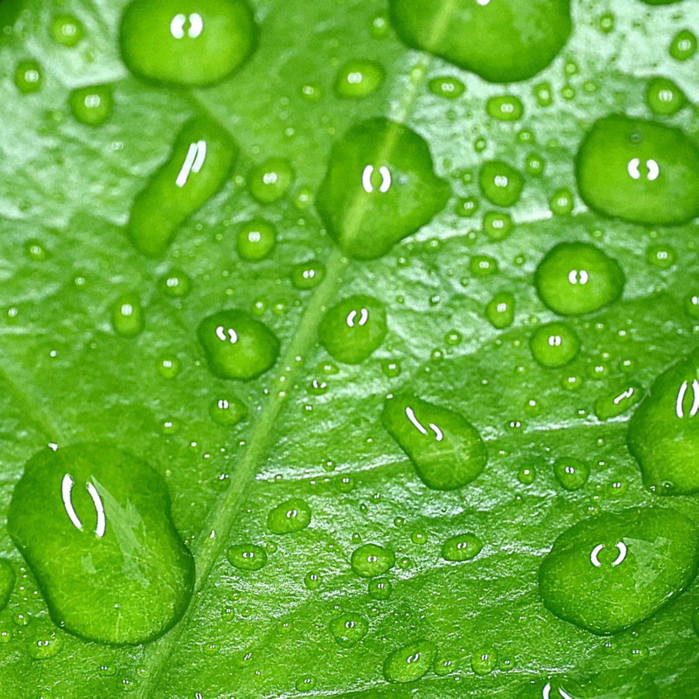 NEEWER RF1-C Marco Ring Flash Compatible with Canon, 76Ws GN15 5600K E-TTL Ring Flash Lighting, 1-1/128 Output, Front/Rear Curtain Sync, Color Gels, Lens Adapter Rings for Macro Photography customer photo 1