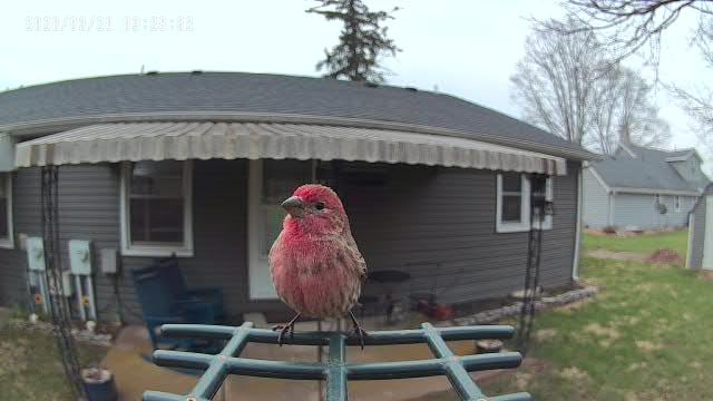 Smart Bird Feeder with Camera Solar Powered, 2K HD Video, AI Bird Species Identification, Instant Arrival Alerts, Weatherproof Design customer photo 2