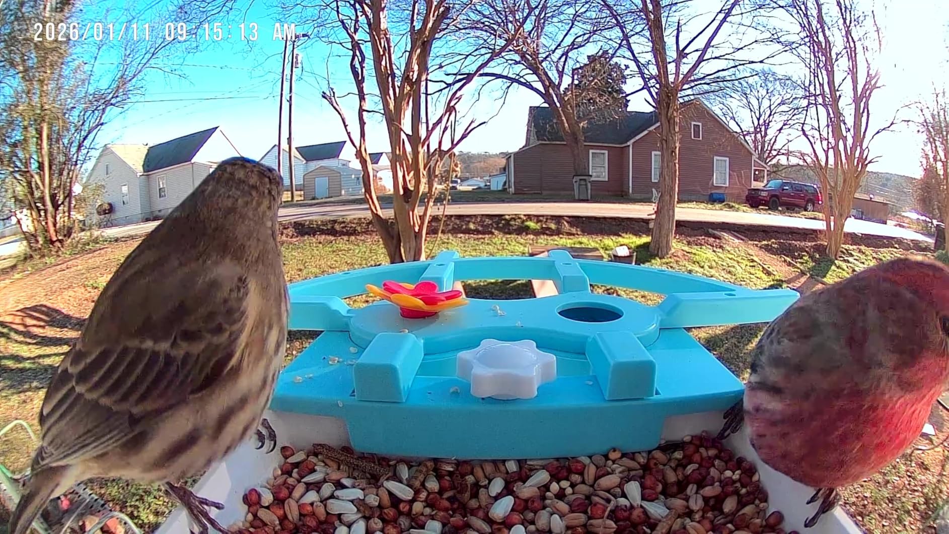 Bird Feeder with Camera for Outdoor, INKCKU 2K Solar Powered Bird Watching Camera, AI Identify Birds Species, Auto Capture Videos, Instant Arrival Alerts, Garden Decor, Gift for Mom Dad, Blue customer photo 2