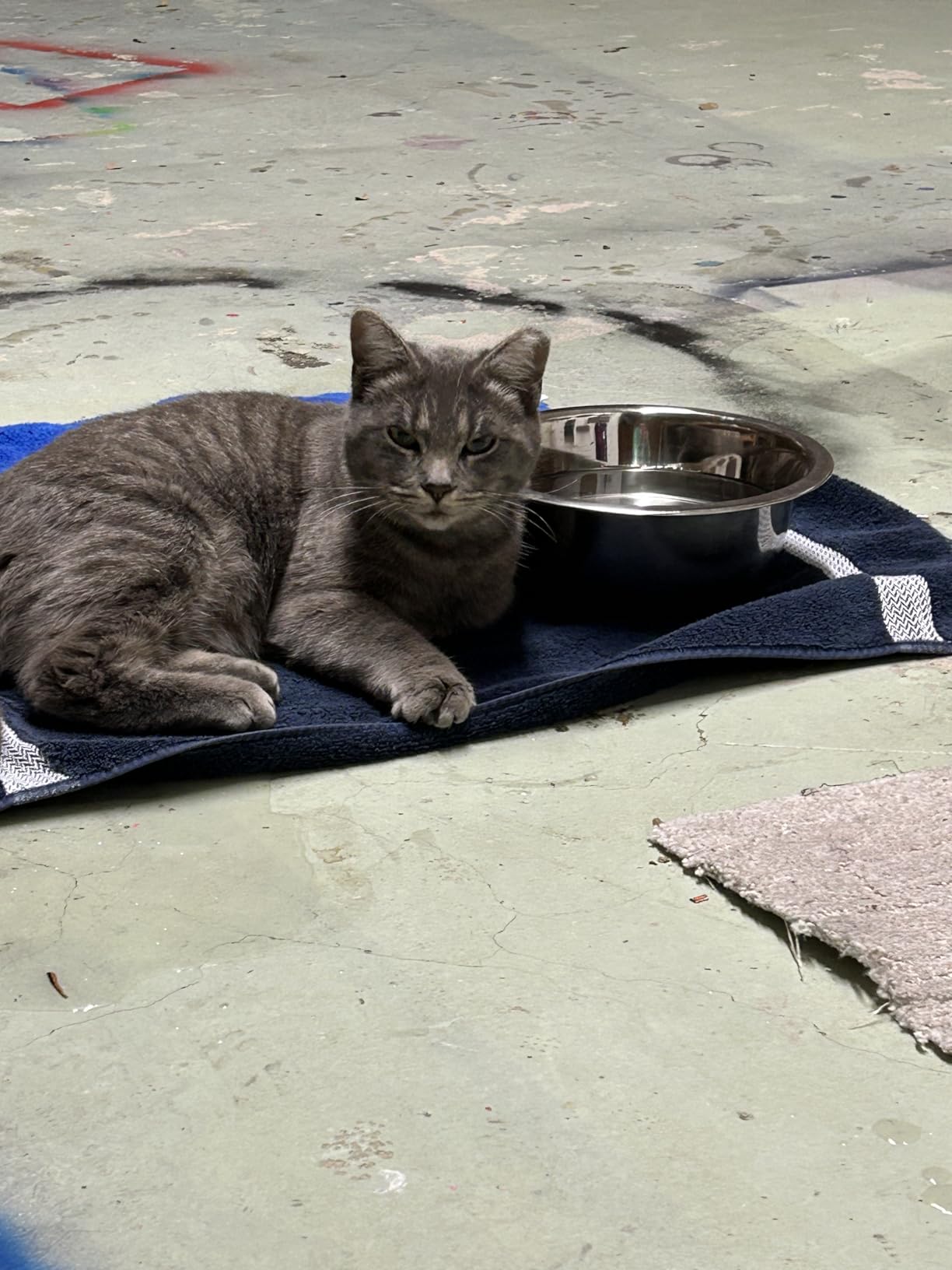 Security Cameras Wireless Outdoor, 2K Indoor WiFi Wireless Cameras, Outside Battery Powered Camera for Home Security, AI Motion Detection, Color Night Vision, Spotlight, Siren Alarm (2 Pack) customer photo 2