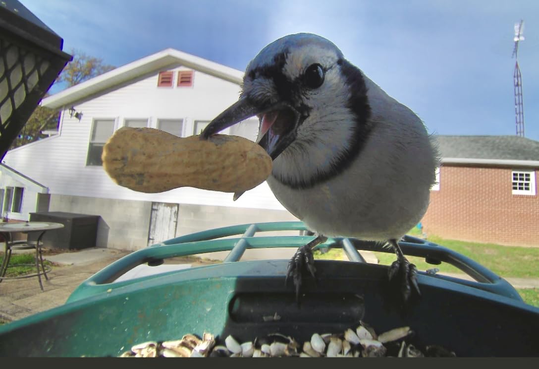 Solar Smart Bird Feeder with Camera, AI Bird Species Identification, 8MP Photos, 4K UHD Video Live Stream Wild Bird House Feeders for Outdoors, Bird Watching Gifts for Bird Lovers, Green customer photo 2