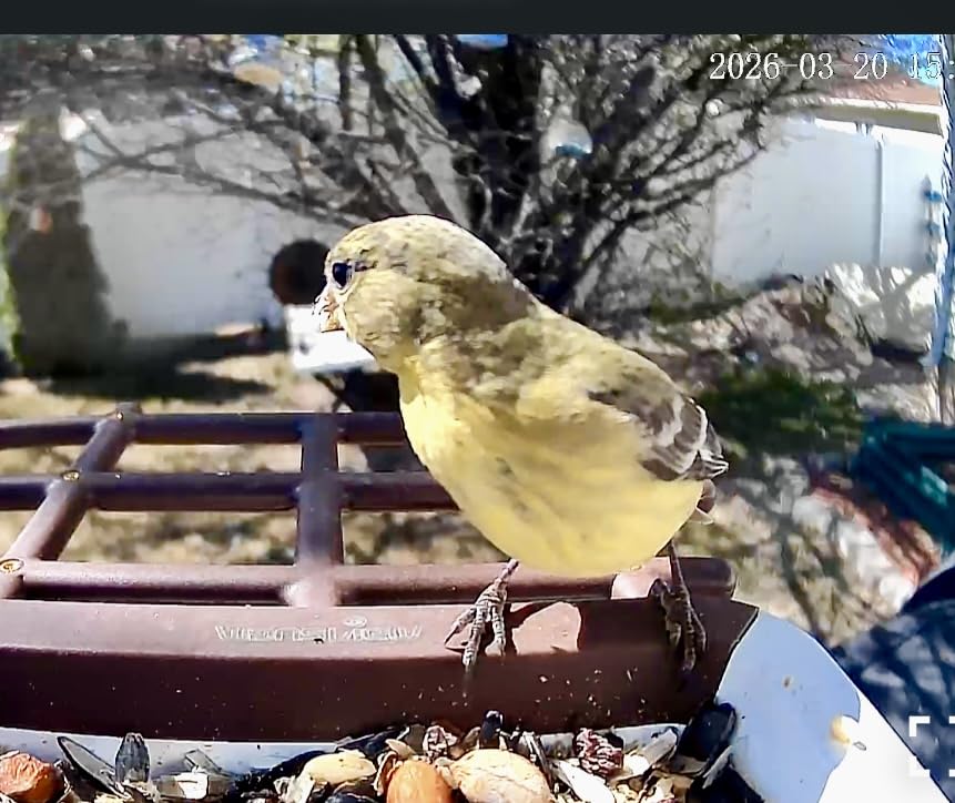 wansview Bird Feeder with Camera-Smart Bird Feeders for Outdoors Solar Powered, Birdhouse with Cam & Alert, 2K HD Live Video, AI Identify Species customer photo 1