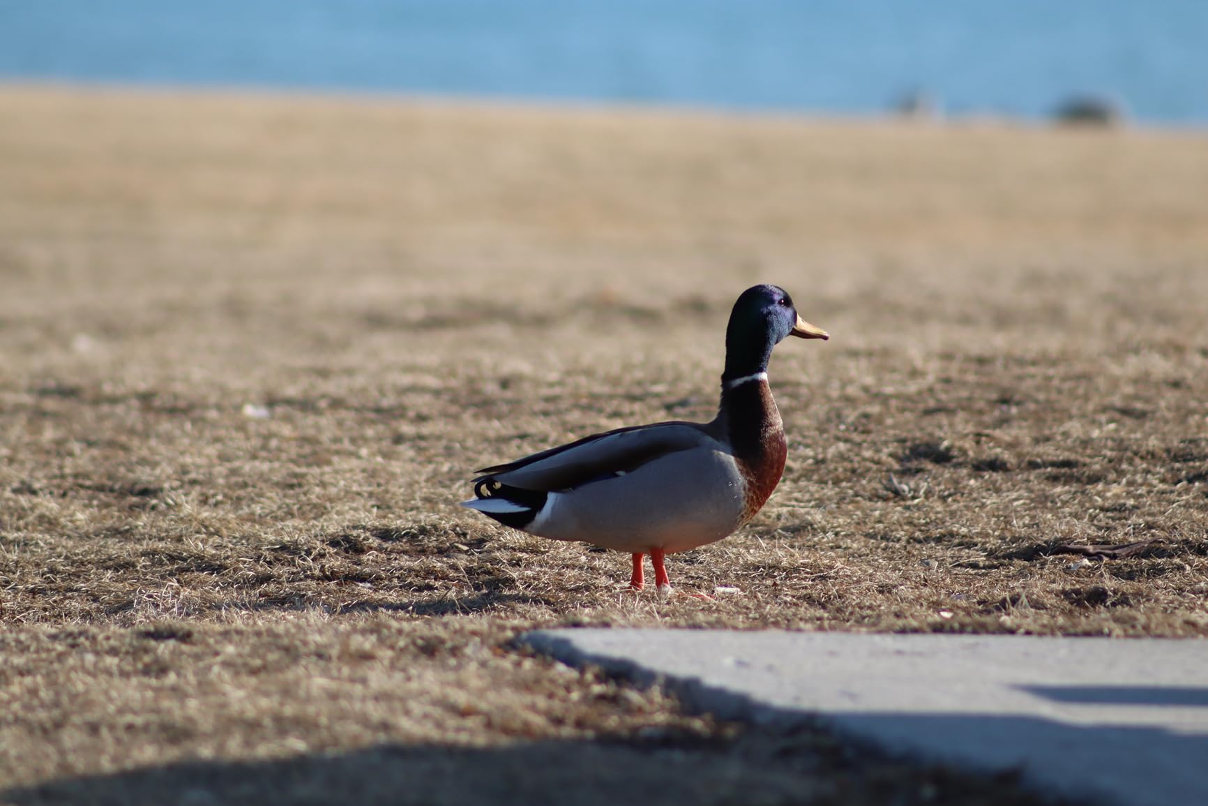 Canon RF 75-300mm f/4-5.6 Lens | Compact Telephoto Zoom with Versatile Focal Range customer photo 2