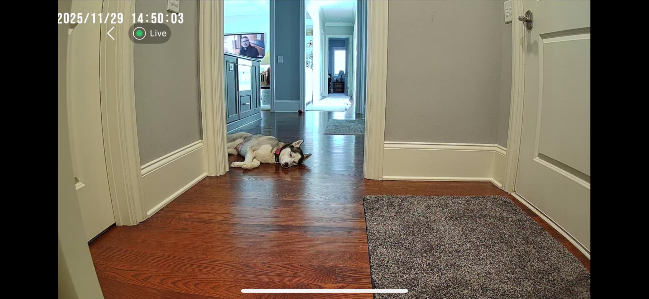 2K Pan/Tilt Security Camera, WiFi Indoor Cameras for Home Security with AI Motion Detection, Pet/Dog/Baby Camera with Phone App, 2-Way Audio, 24/7, Siren, TF/Cloud Storage customer photo 1