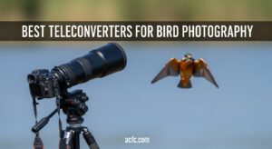 Best Teleconverters for Bird Photography