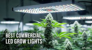 Best Commercial LED Grow Lights