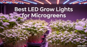 Best LED Grow Lights for Microgreens