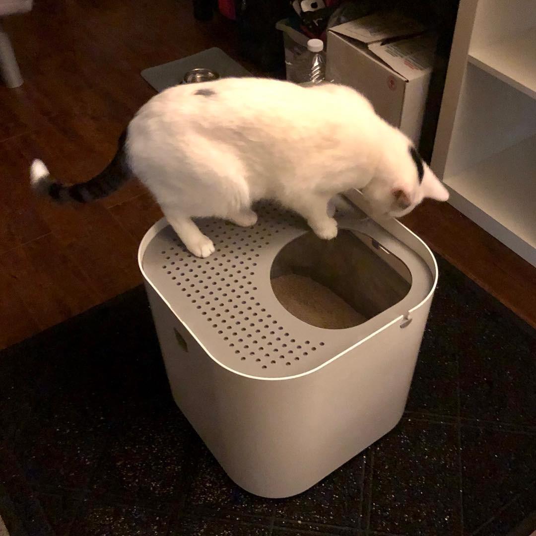 Modkat Top-Entry Litter Box - Covered Cat Litter Box with Swivel Lid - Full Height Seamless Base, Leak-Proof, Reduces Litter Tracking - Reusable Liner & Sifting Scoop Included (White) customer photo 2