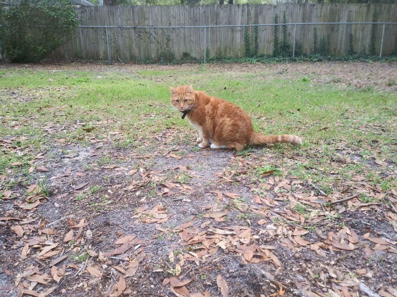 PetSafe Free to Roam Dog and Cat Wireless Fence - Above Ground Electric Pet Fence - from the Parent Company of INVISIBLE FENCE Brand customer photo 1