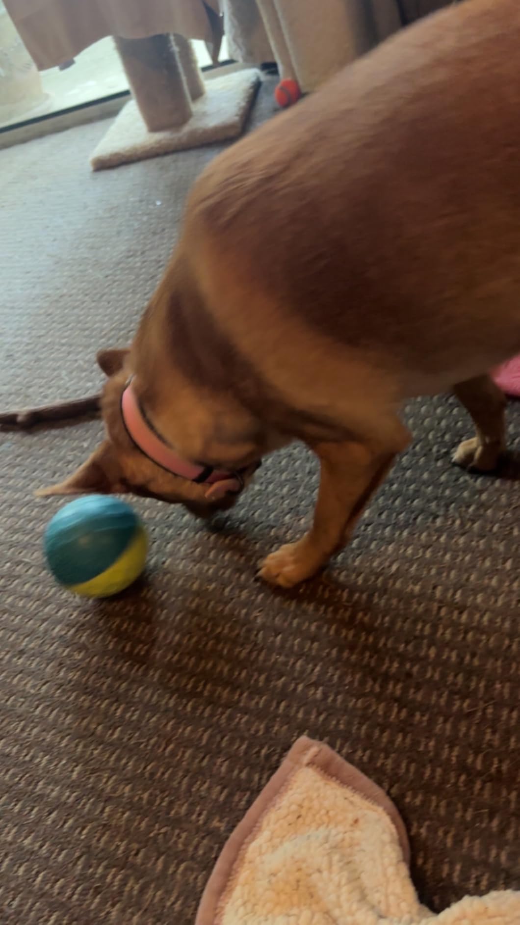 Outward Hound by Nina Ottosson Treat Tumble - Interactive Food-Dispensing Dog Puzzle Ball, Level 1 Beginner, Small, 4.8