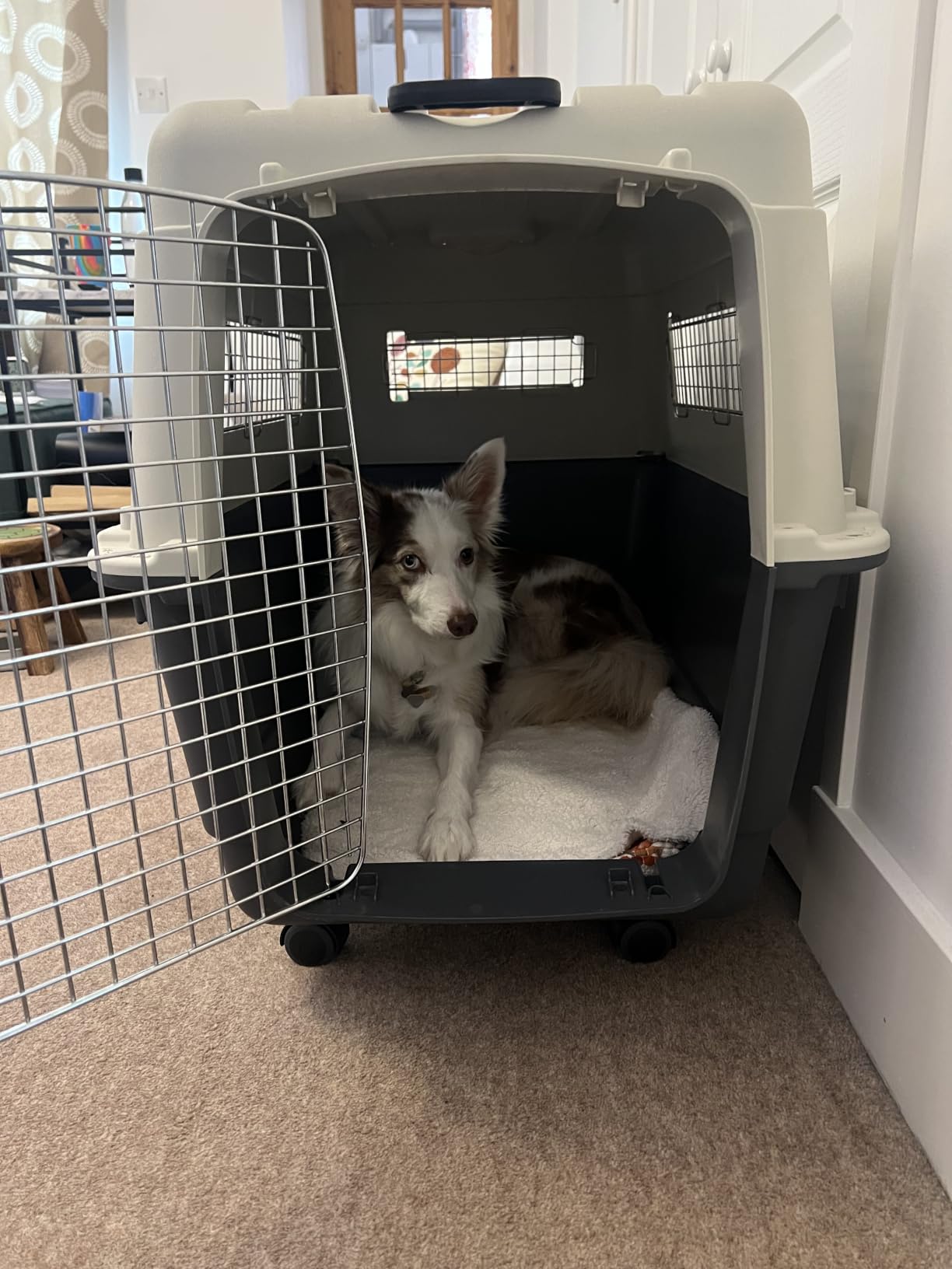 SportPet Airline Compliant LARGE 31.5
