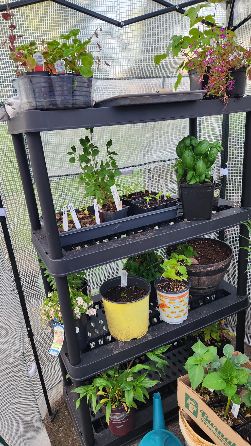 EAGLE PEAK 8x6 Easy Setup Pop Up Greenhouse, Clear/Green | Walk-In Greenhouses for Outdoors, Green House for Winter Protection, Roll-Up Doors & Mesh Windows, One Person Setup customer photo 1