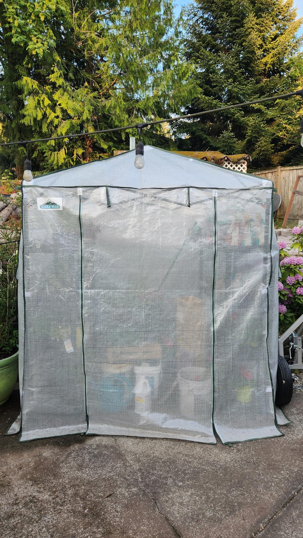EAGLE PEAK 8x6 Easy Setup Pop Up Greenhouse, Clear/Green | Walk-In Greenhouses for Outdoors, Green House for Winter Protection, Roll-Up Doors & Mesh Windows, One Person Setup customer photo 2