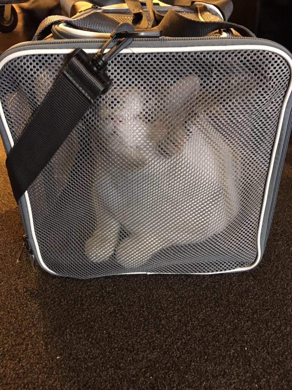 Top Load Cat Carrier for Medium Cats and Small Dogs with Washable Cozy Bed, 3 Doors and Shoulder Strap. Easy to get cat in, Easy Storage, Lightweight, Airline Approved customer photo 2