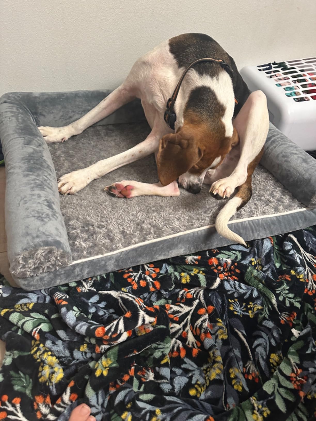 BFPETHOME Orthopedic Washable Dog Beds Large Sized Senior Dog for Comfy Sleeping with Removable Cover, Waterproof Big Soft Pet Couch Bed for Dogs Rerlax customer photo 2