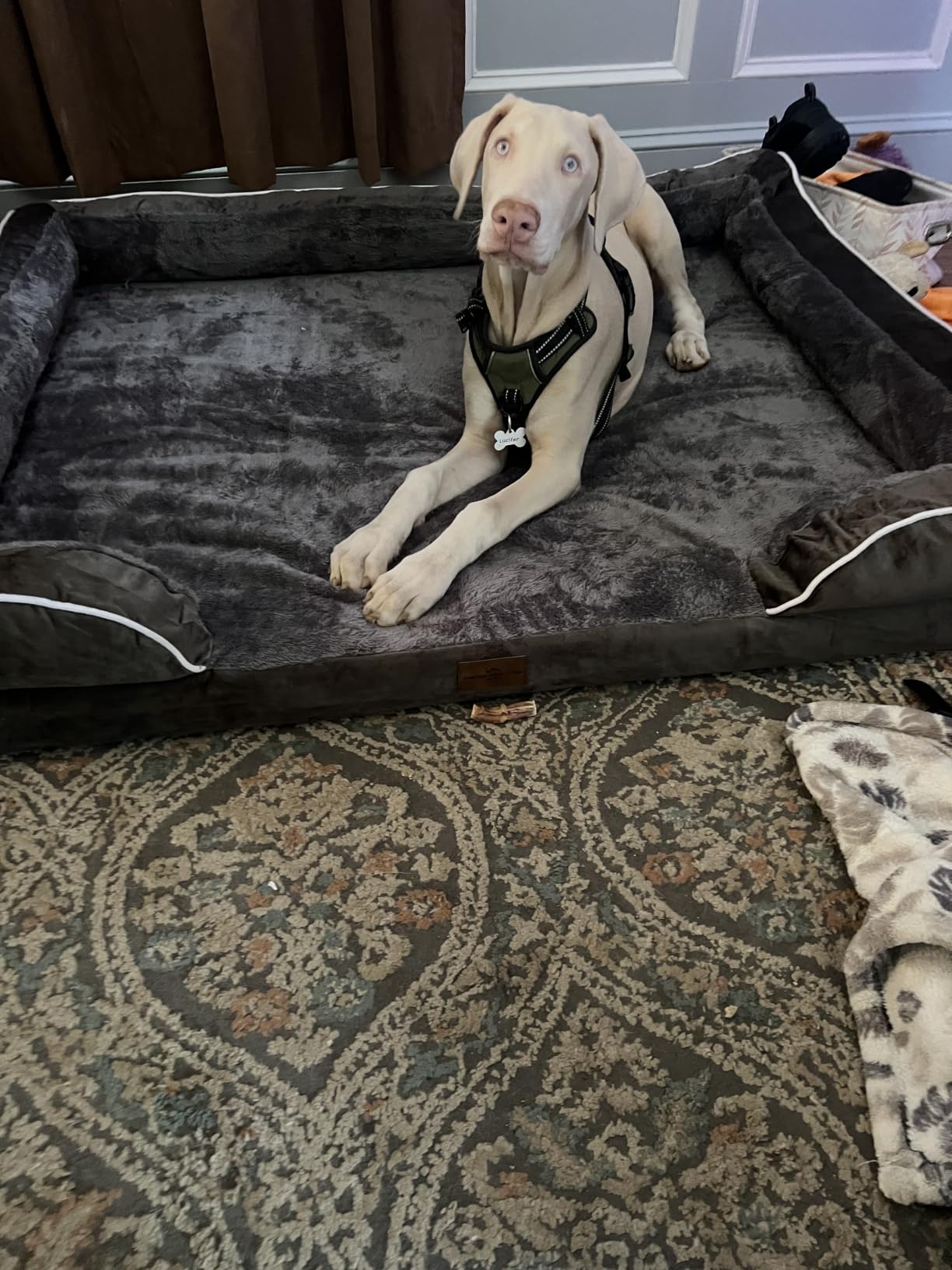 Comfort Expression Orthopedic Dog Bed for Extra Large Dogs 42x30 Inch, Waterproof Egg Crate Foam XL Pet Bed with Removable Bolsters, Dog Couch with Washable Cover & Non-Slip Bottom, Grey customer photo 2
